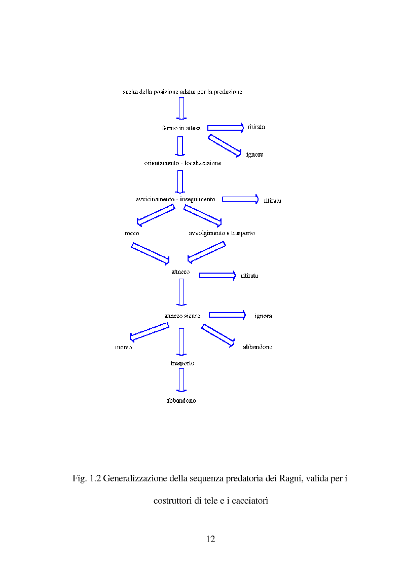 Anteprima della tesi: Predazione di Agelena Labyrinthica (Clerk) (Araneae, Agelenidae) in natura e laboratorio, con prede di tipologia differente, Pagina 10