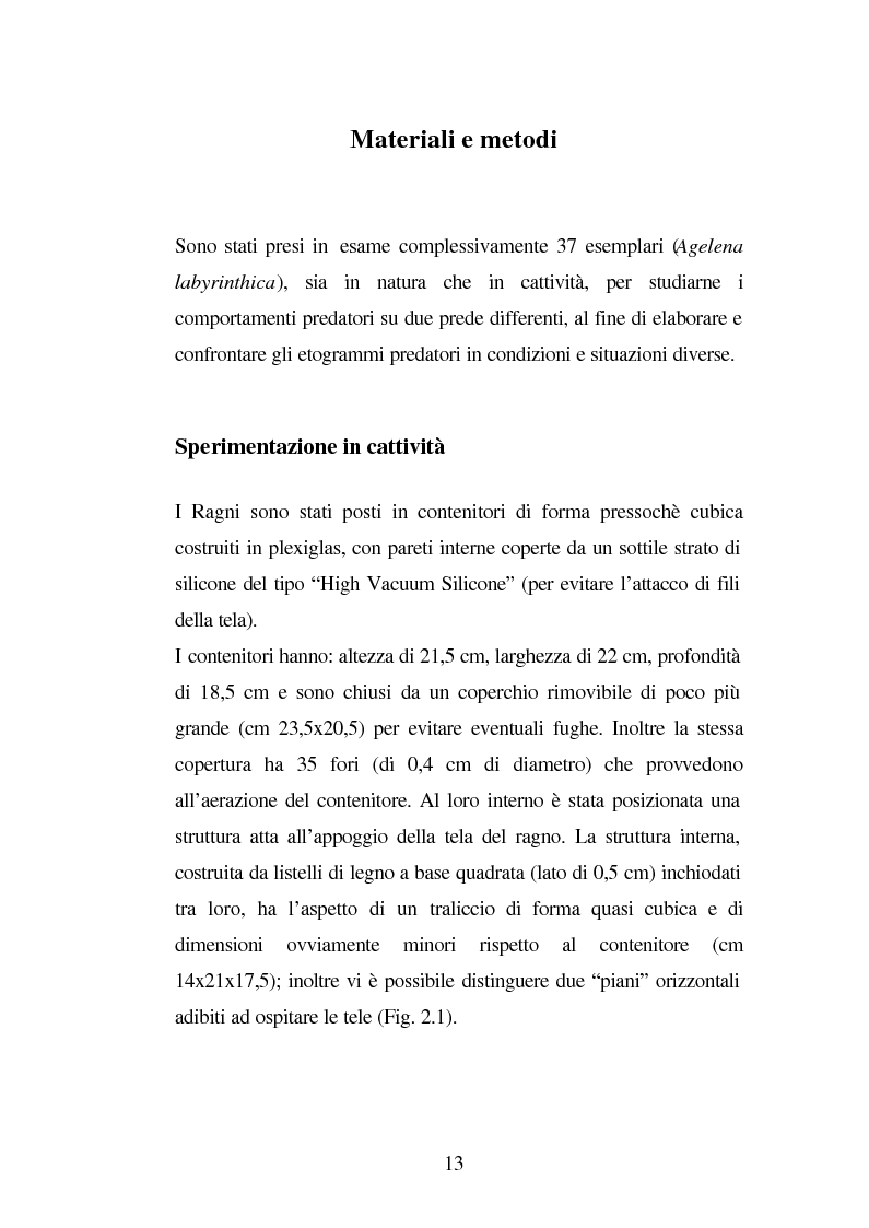 Anteprima della tesi: Predazione di Agelena Labyrinthica (Clerk) (Araneae, Agelenidae) in natura e laboratorio, con prede di tipologia differente, Pagina 11