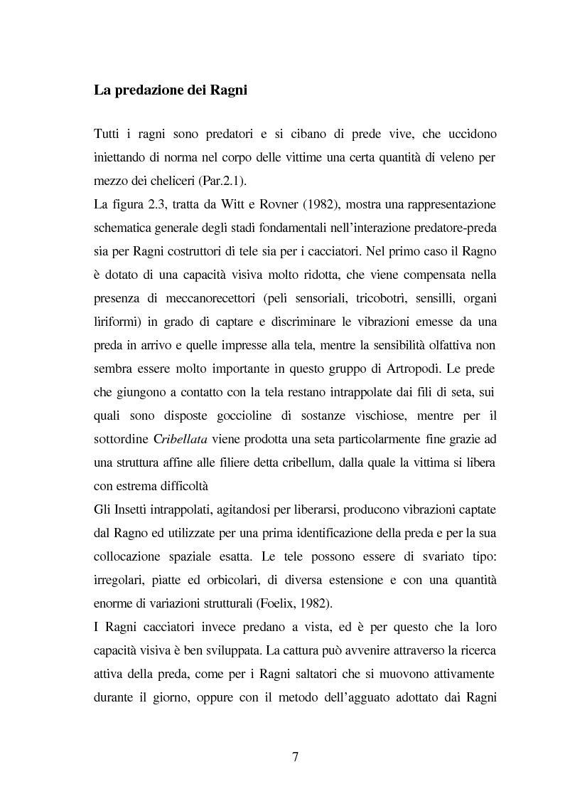Anteprima della tesi: Predazione di Agelena Labyrinthica (Clerk) (Araneae, Agelenidae) in natura e laboratorio, con prede di tipologia differente, Pagina 5