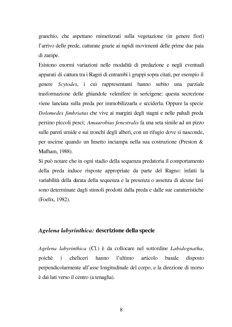 Anteprima della tesi: Predazione di Agelena Labyrinthica (Clerk) (Araneae, Agelenidae) in natura e laboratorio, con prede di tipologia differente, Pagina 6