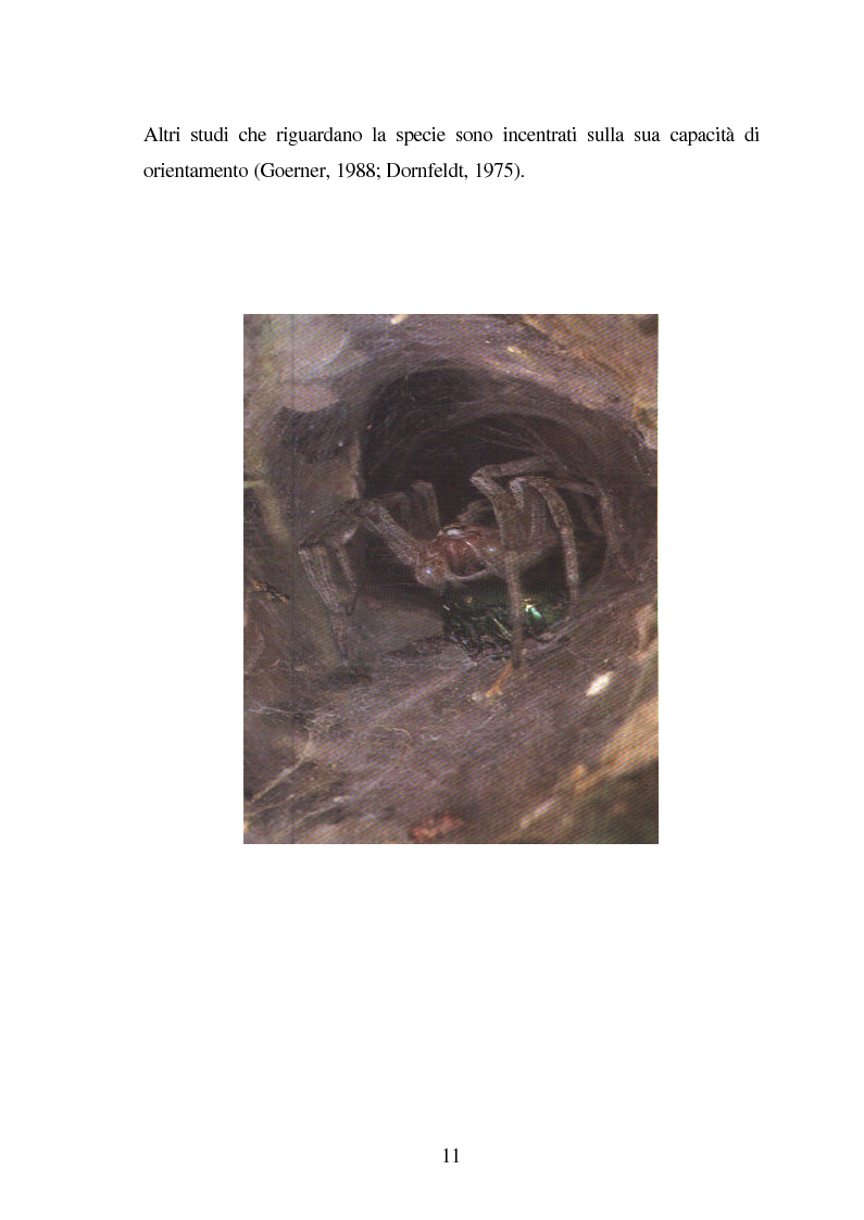 Anteprima della tesi: Predazione di Agelena Labyrinthica (Clerk) (Araneae, Agelenidae) in natura e laboratorio, con prede di tipologia differente, Pagina 9