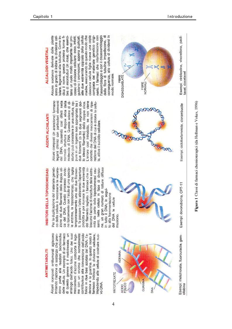 Anteprima della tesi: Studio di nuovi inibitori dell'attività tirosina chinasica associata all'Egfr, Pagina 4