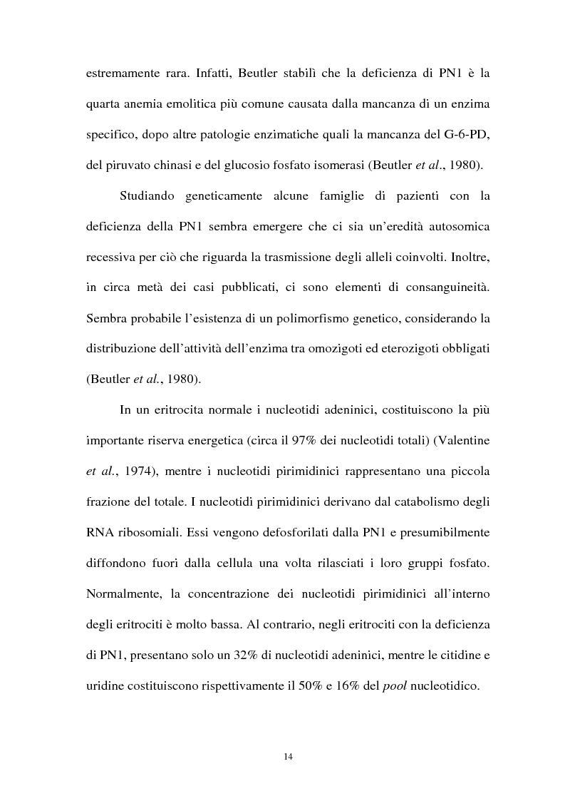 Anteprima della tesi: Pirimidina 5' nucleotidasi da eritrocita umano: clonaggio ed espressione del cdna, Pagina 10