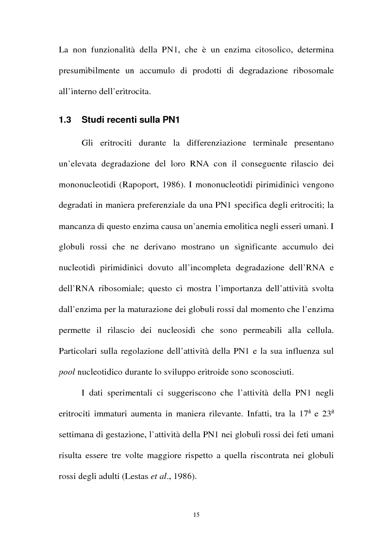 Anteprima della tesi: Pirimidina 5' nucleotidasi da eritrocita umano: clonaggio ed espressione del cdna, Pagina 11