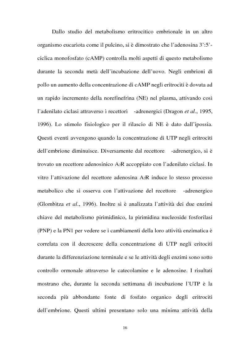 Anteprima della tesi: Pirimidina 5' nucleotidasi da eritrocita umano: clonaggio ed espressione del cdna, Pagina 12
