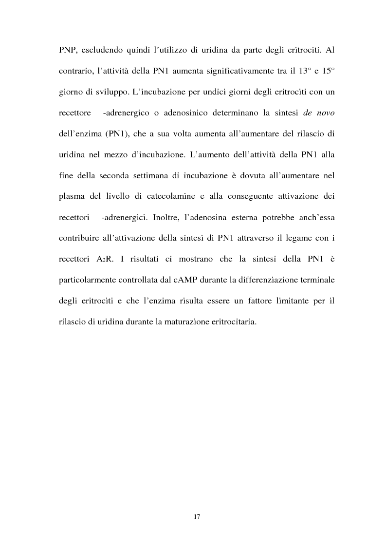 Anteprima della tesi: Pirimidina 5' nucleotidasi da eritrocita umano: clonaggio ed espressione del cdna, Pagina 13