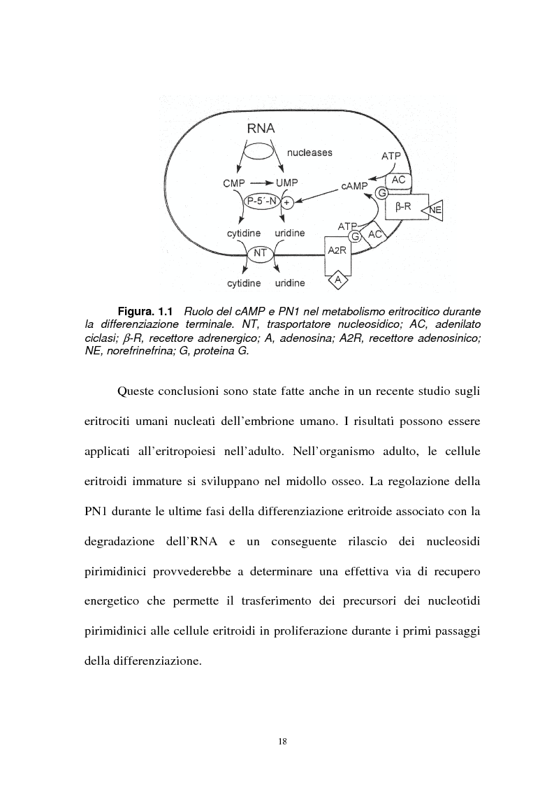 Anteprima della tesi: Pirimidina 5' nucleotidasi da eritrocita umano: clonaggio ed espressione del cdna, Pagina 14