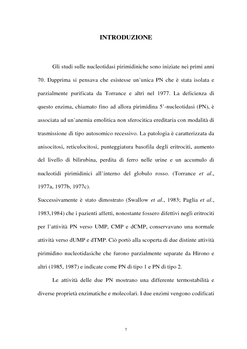 Anteprima della tesi: Pirimidina 5' nucleotidasi da eritrocita umano: clonaggio ed espressione del cdna, Pagina 3