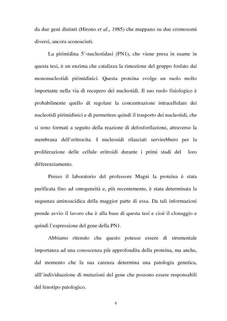 Anteprima della tesi: Pirimidina 5' nucleotidasi da eritrocita umano: clonaggio ed espressione del cdna, Pagina 4