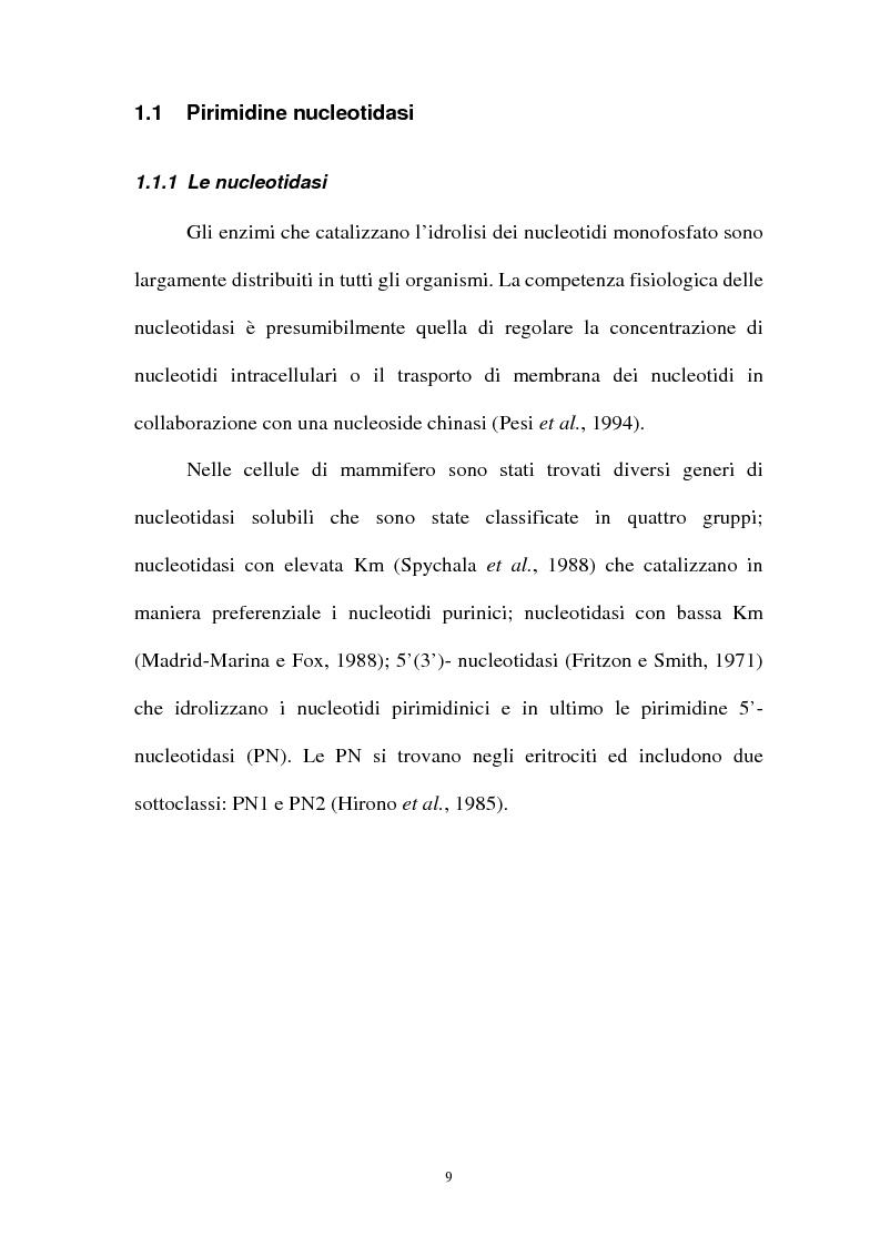 Anteprima della tesi: Pirimidina 5' nucleotidasi da eritrocita umano: clonaggio ed espressione del cdna, Pagina 5