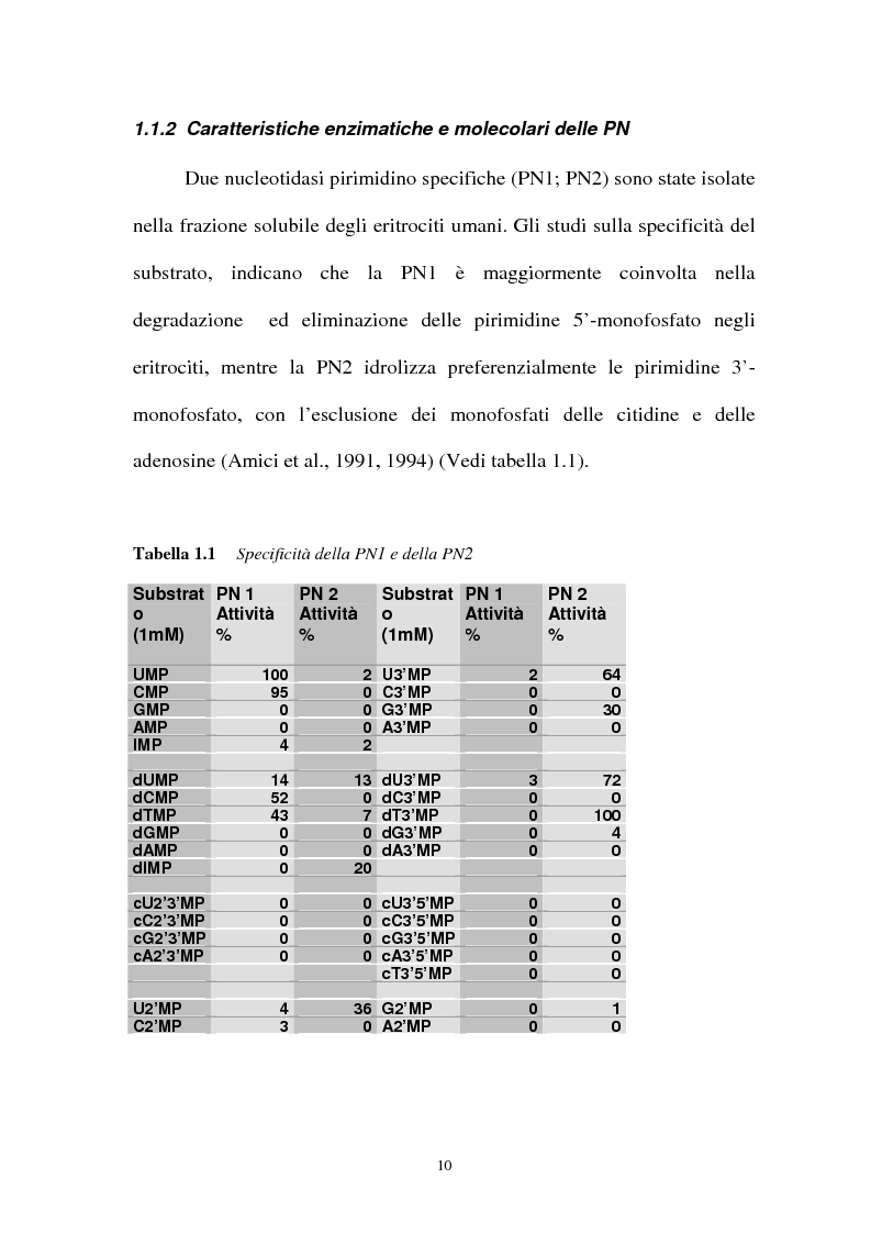 Anteprima della tesi: Pirimidina 5' nucleotidasi da eritrocita umano: clonaggio ed espressione del cdna, Pagina 6