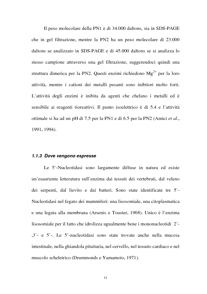 Anteprima della tesi: Pirimidina 5' nucleotidasi da eritrocita umano: clonaggio ed espressione del cdna, Pagina 7