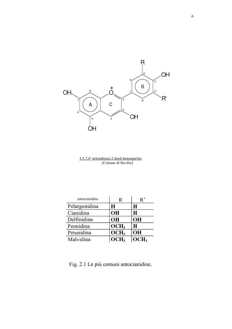 Anteprima della tesi: Recupero di antocianine da pulp wash di arance pigmentate mediante adsorbimento su resine, Pagina 6