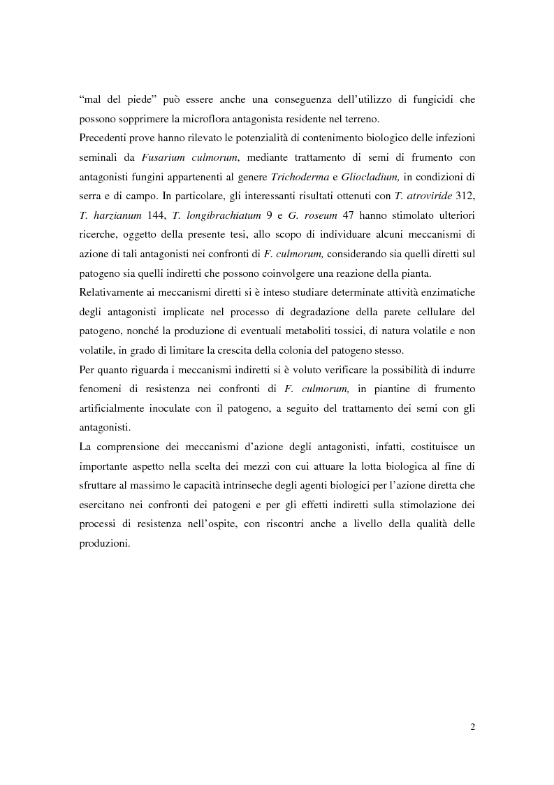 Anteprima della tesi: Aspetti dell'interazione di Gliocladium roseum e Trichoderma spp. con Fusarium culmorum e frumento, Pagina 2