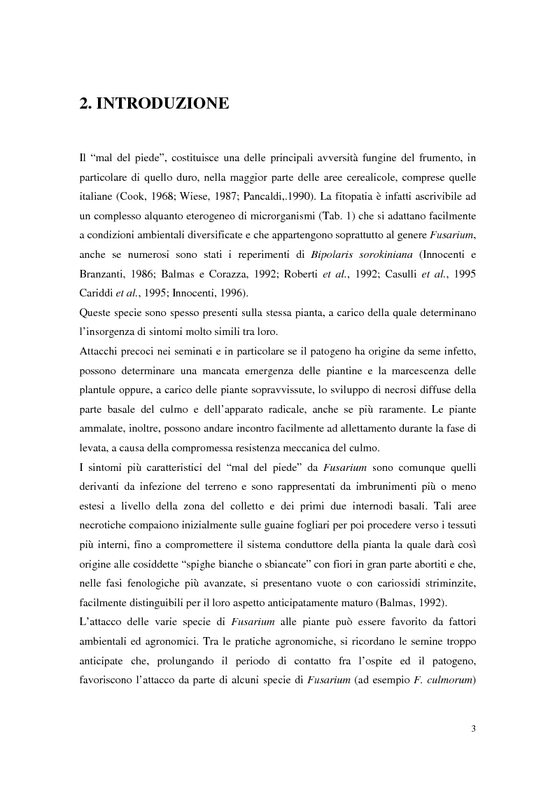 Anteprima della tesi: Aspetti dell'interazione di Gliocladium roseum e Trichoderma spp. con Fusarium culmorum e frumento, Pagina 3
