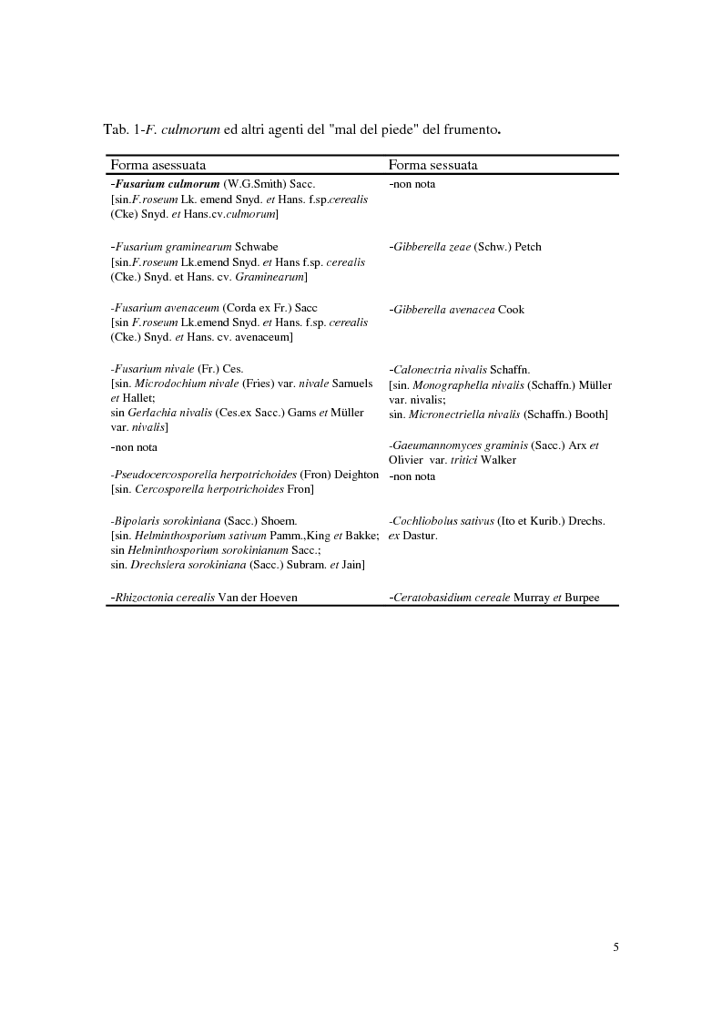 Anteprima della tesi: Aspetti dell'interazione di Gliocladium roseum e Trichoderma spp. con Fusarium culmorum e frumento, Pagina 5