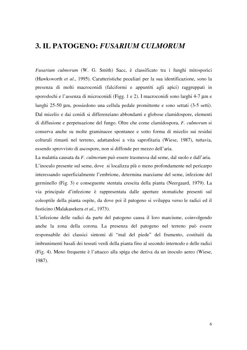 Anteprima della tesi: Aspetti dell'interazione di Gliocladium roseum e Trichoderma spp. con Fusarium culmorum e frumento, Pagina 6