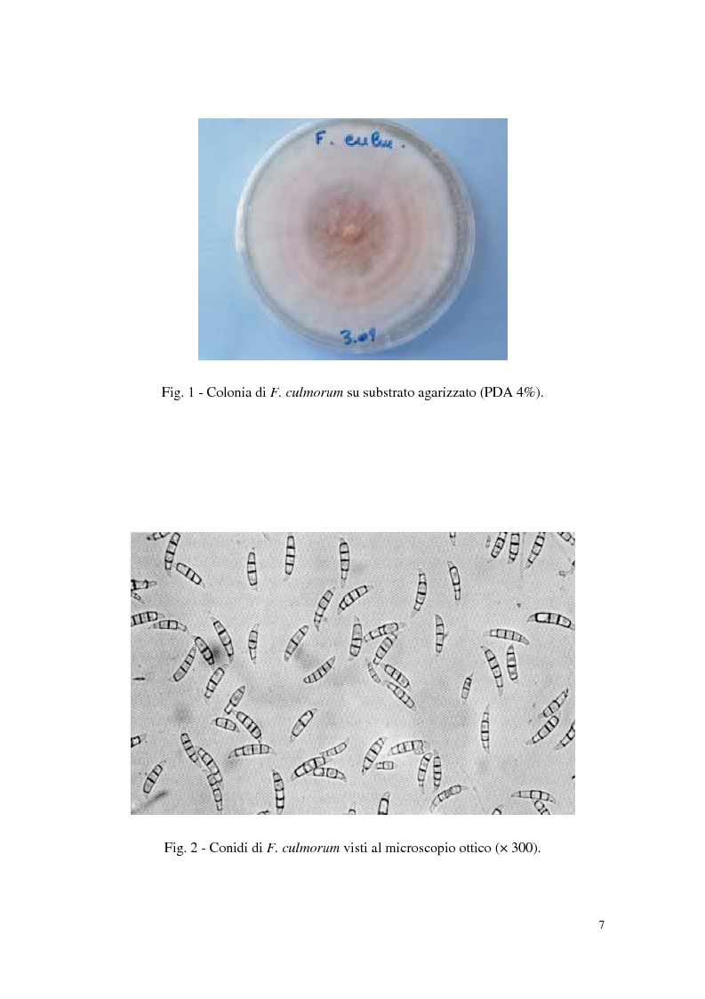 Anteprima della tesi: Aspetti dell'interazione di Gliocladium roseum e Trichoderma spp. con Fusarium culmorum e frumento, Pagina 7