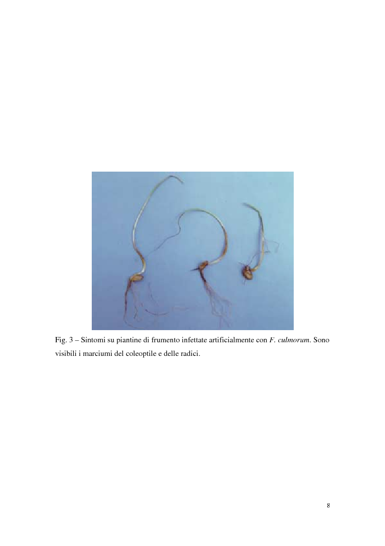 Anteprima della tesi: Aspetti dell'interazione di Gliocladium roseum e Trichoderma spp. con Fusarium culmorum e frumento, Pagina 8