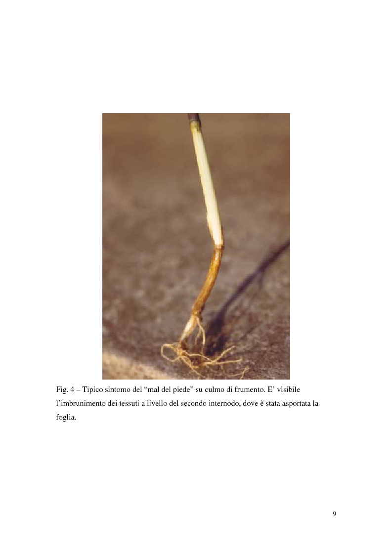 Anteprima della tesi: Aspetti dell'interazione di Gliocladium roseum e Trichoderma spp. con Fusarium culmorum e frumento, Pagina 9