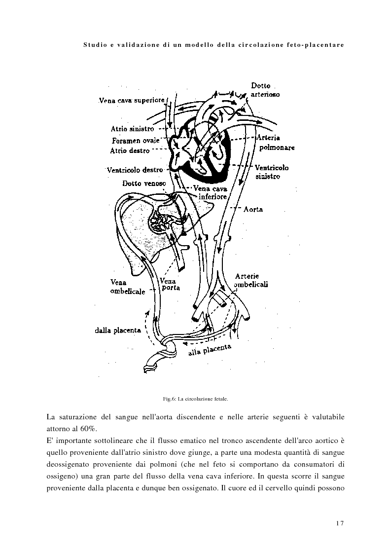 Anteprima della tesi: Studio e validazione di un modello di circolazione fetoplacentare, Pagina 13