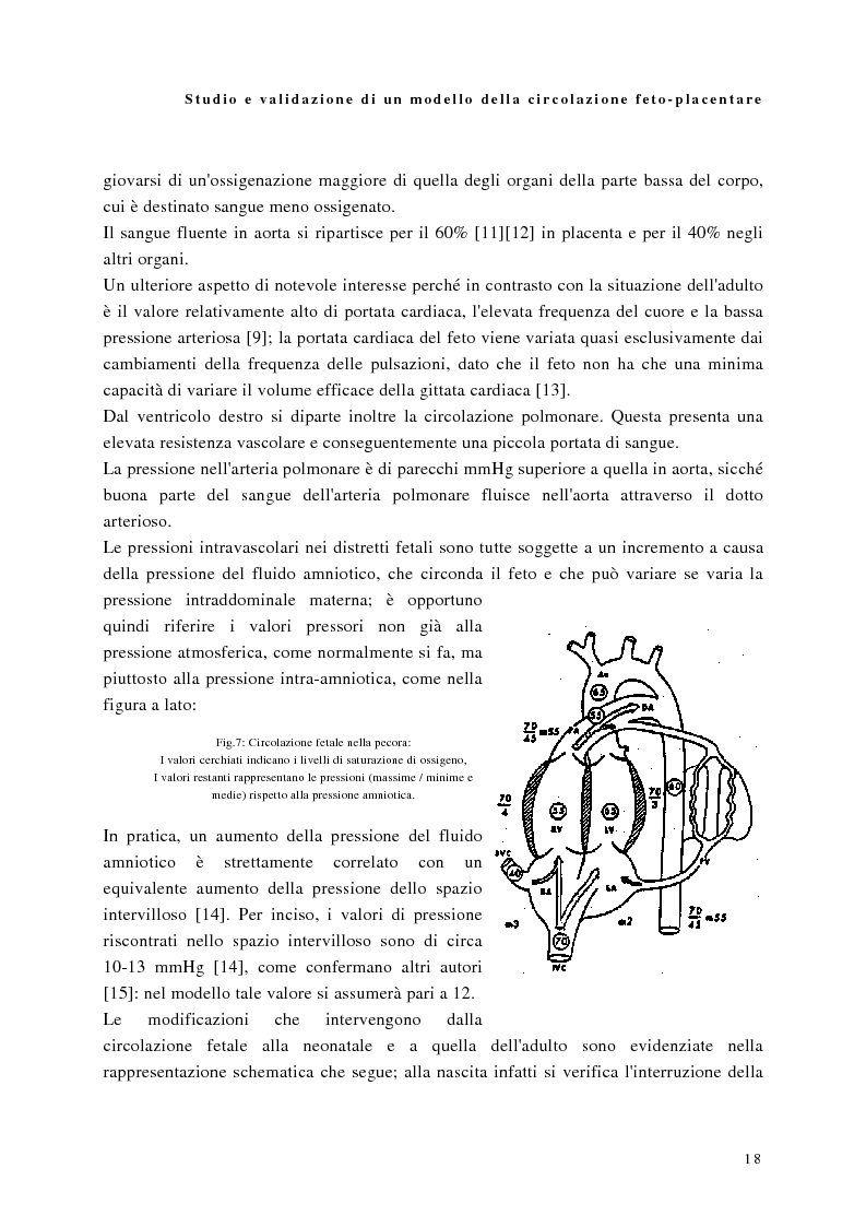 Anteprima della tesi: Studio e validazione di un modello di circolazione fetoplacentare, Pagina 14