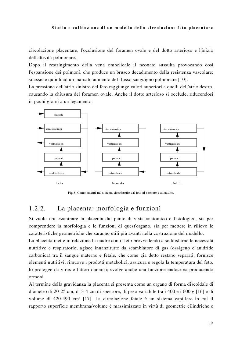 Anteprima della tesi: Studio e validazione di un modello di circolazione fetoplacentare, Pagina 15