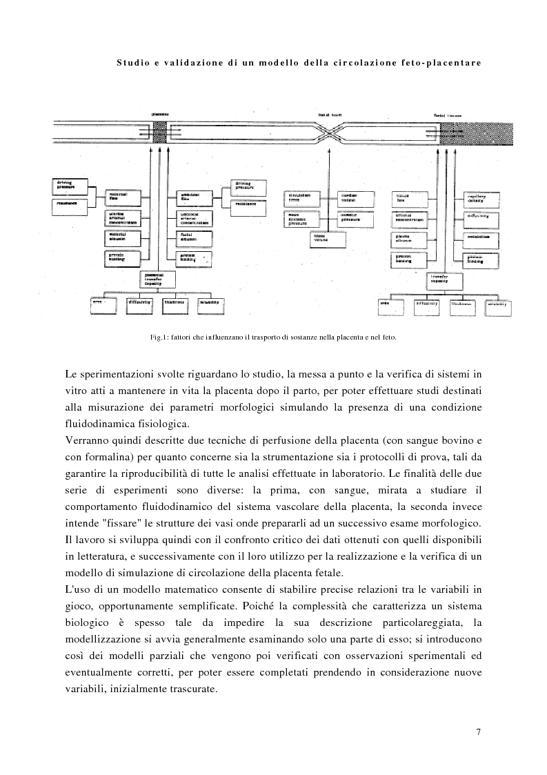 Anteprima della tesi: Studio e validazione di un modello di circolazione fetoplacentare, Pagina 3
