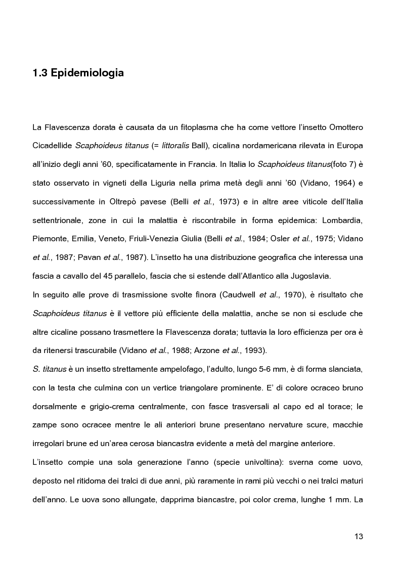 Anteprima della tesi: Indagini sulla presenza e diffusione dei giallumi della vite in Lombardia, Pagina 10