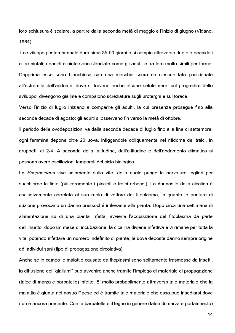 Anteprima della tesi: Indagini sulla presenza e diffusione dei giallumi della vite in Lombardia, Pagina 11