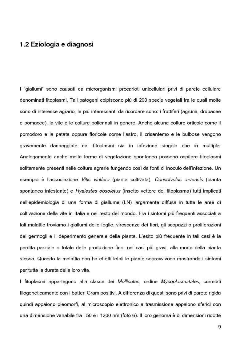 Anteprima della tesi: Indagini sulla presenza e diffusione dei giallumi della vite in Lombardia, Pagina 6