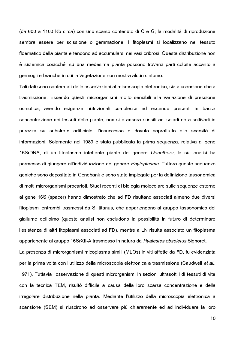 Anteprima della tesi: Indagini sulla presenza e diffusione dei giallumi della vite in Lombardia, Pagina 7