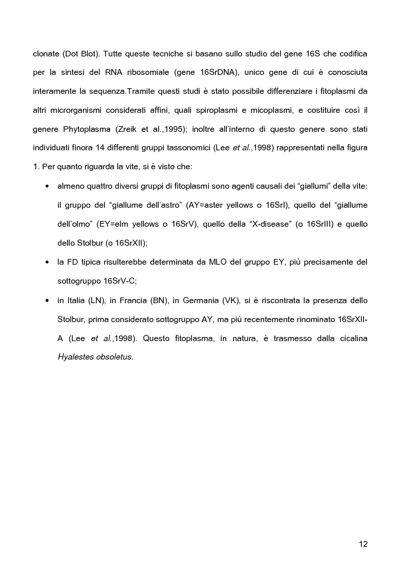 Anteprima della tesi: Indagini sulla presenza e diffusione dei giallumi della vite in Lombardia, Pagina 9