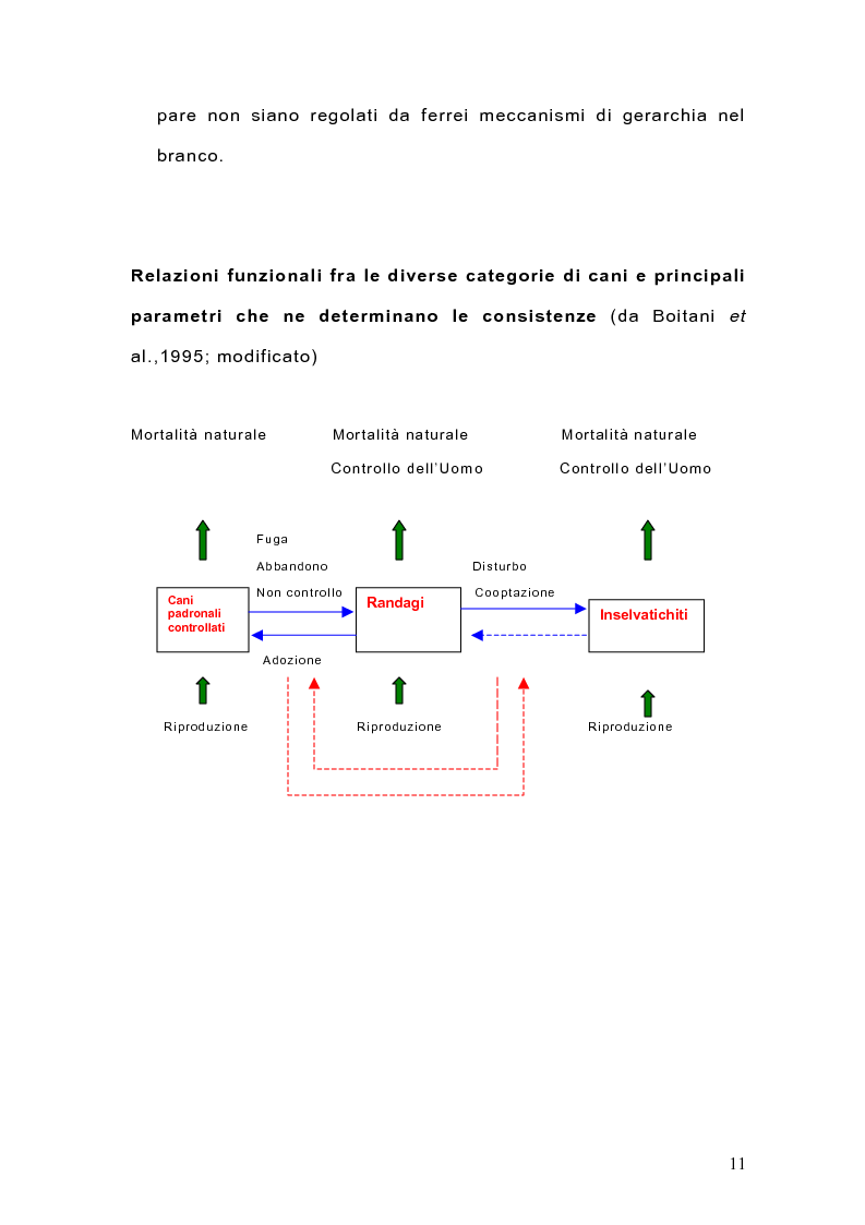 Anteprima della tesi: Indagine sulla popolazione canina nell'area di Arcavacata di Rende (CS), Pagina 11