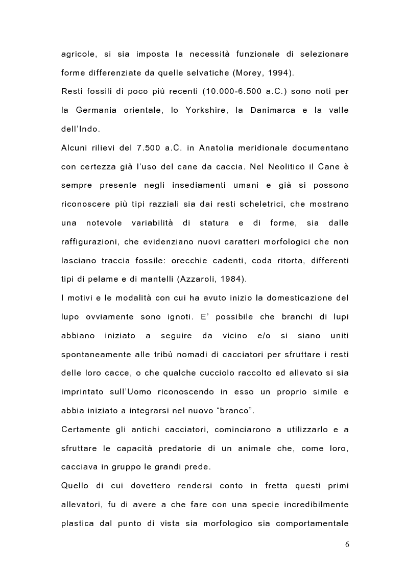Anteprima della tesi: Indagine sulla popolazione canina nell'area di Arcavacata di Rende (CS), Pagina 6
