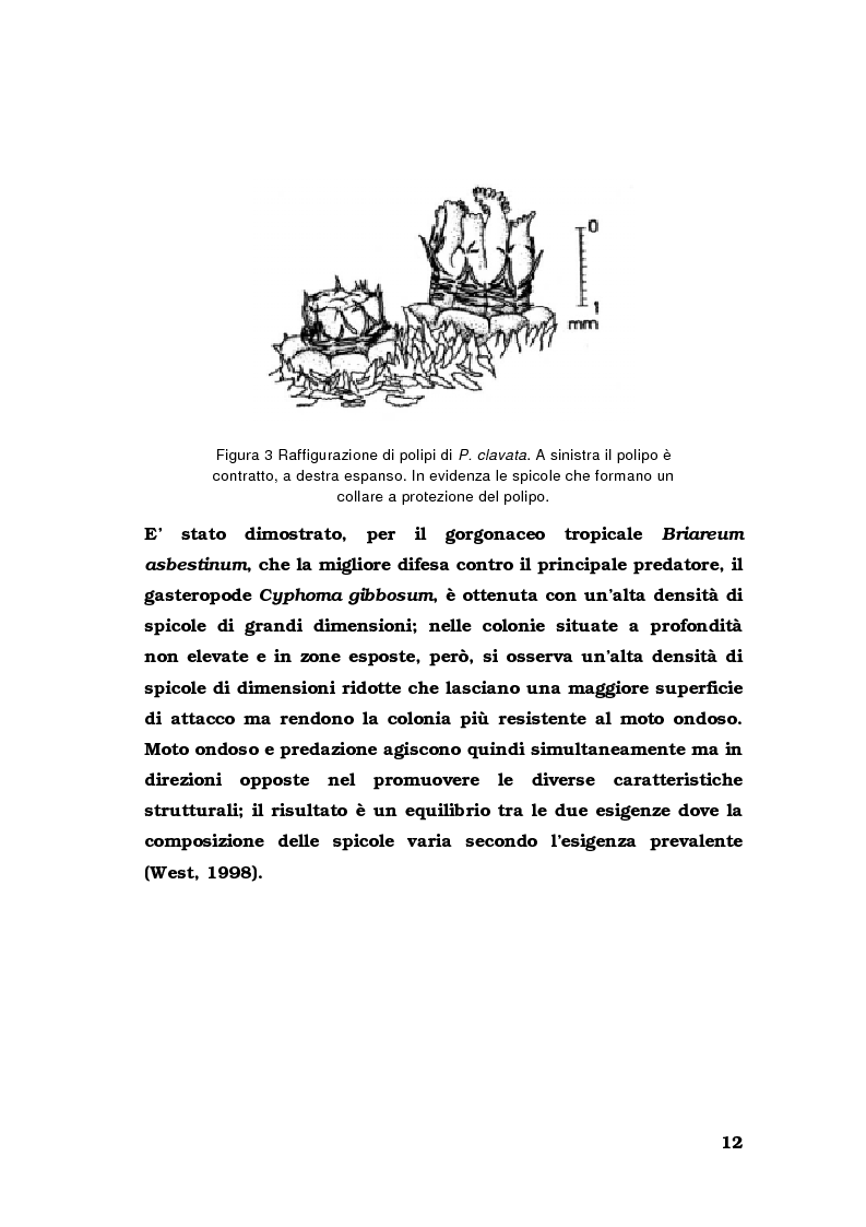 Anteprima della tesi: Biologia di alcuni Gorgonacei mediterranei in differenti condizioni sperimentali, Pagina 11