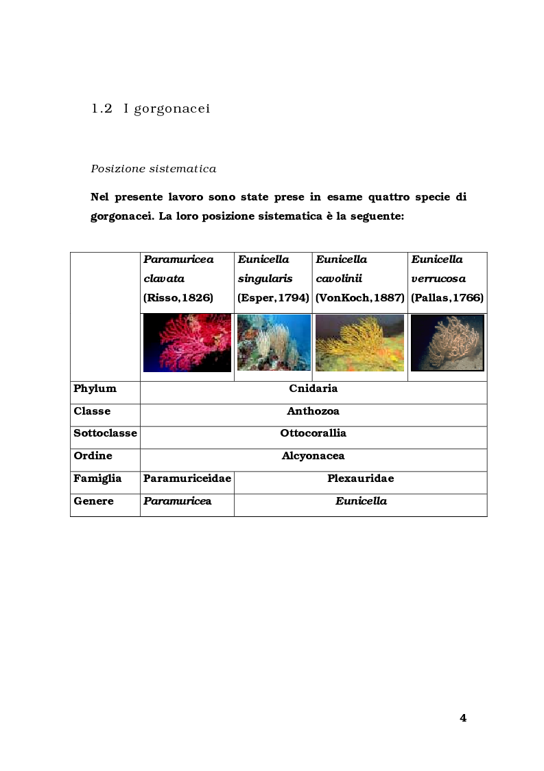 Anteprima della tesi: Biologia di alcuni Gorgonacei mediterranei in differenti condizioni sperimentali, Pagina 3