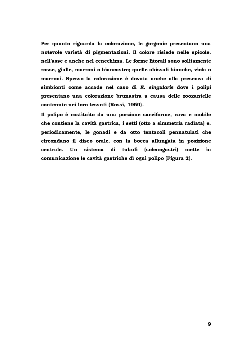 Anteprima della tesi: Biologia di alcuni Gorgonacei mediterranei in differenti condizioni sperimentali, Pagina 8