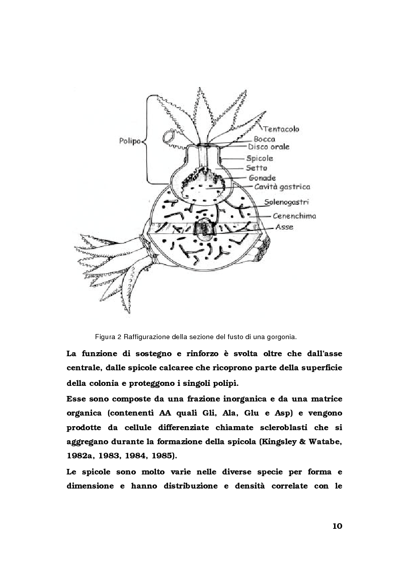 Anteprima della tesi: Biologia di alcuni Gorgonacei mediterranei in differenti condizioni sperimentali, Pagina 9