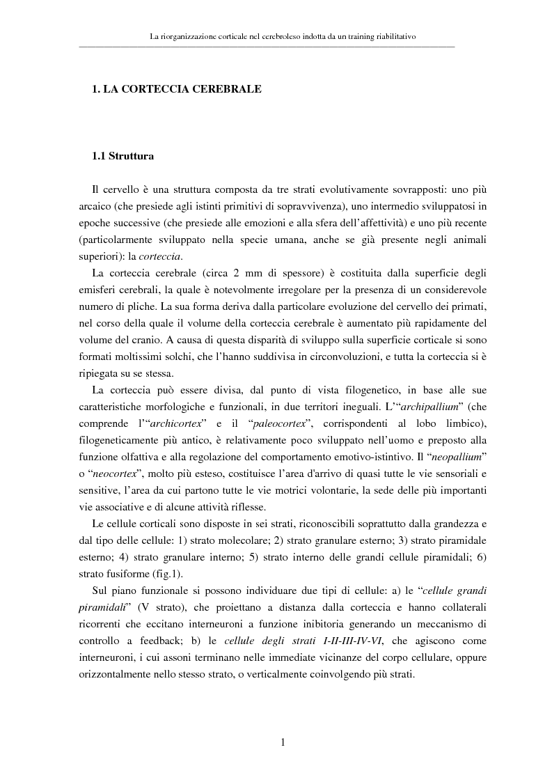 Anteprima della tesi: La riorganizzazione corticale nel cerebroleso indotta da un training riabilitativo, Pagina 5
