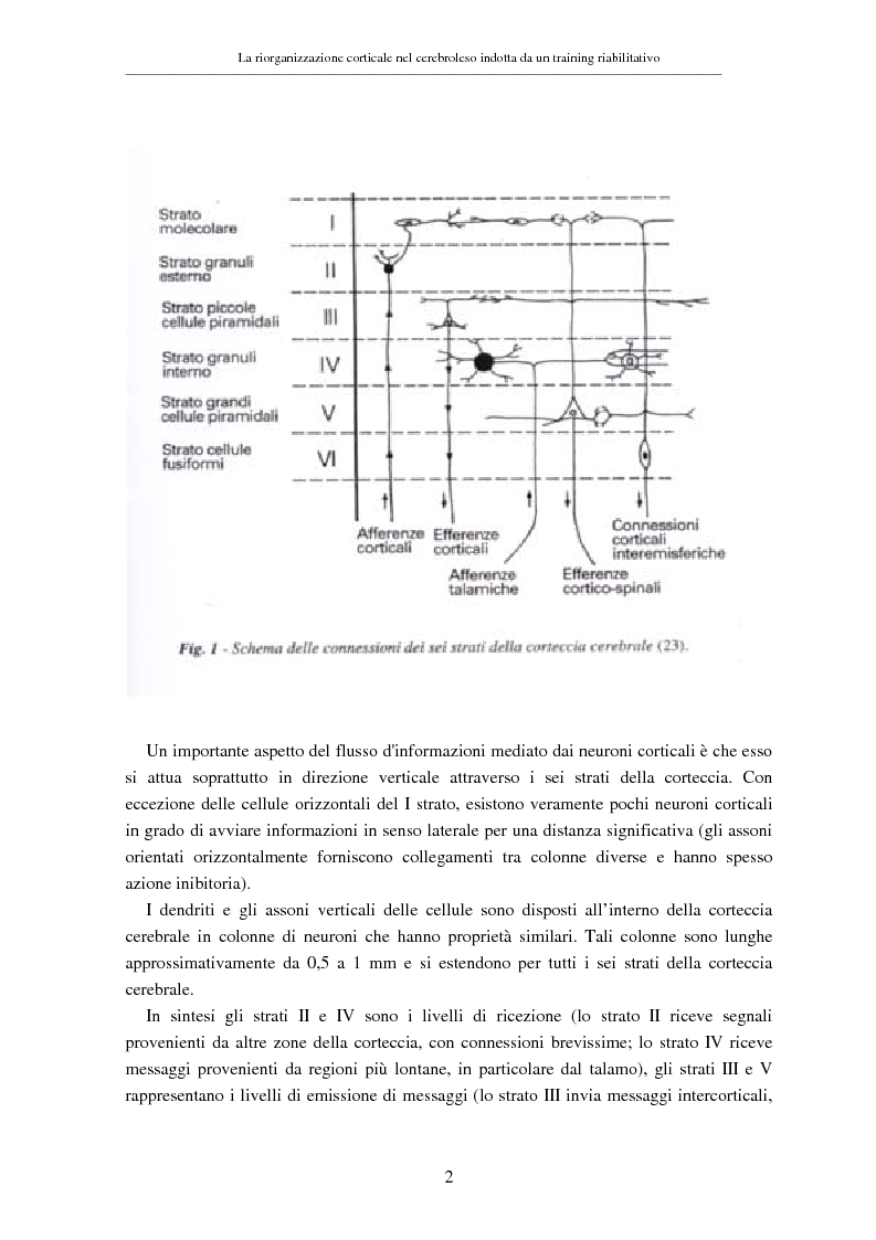 Anteprima della tesi: La riorganizzazione corticale nel cerebroleso indotta da un training riabilitativo, Pagina 6