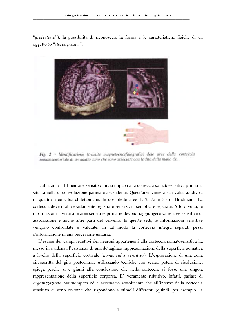 Anteprima della tesi: La riorganizzazione corticale nel cerebroleso indotta da un training riabilitativo, Pagina 8