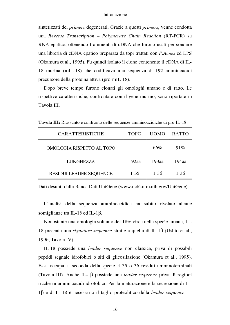 Anteprima della tesi: Produzione di vaccini per la terapia genica mediante trasduzione di Interleuchina 18 in cellule di carcinoma mammario murino, Pagina 13