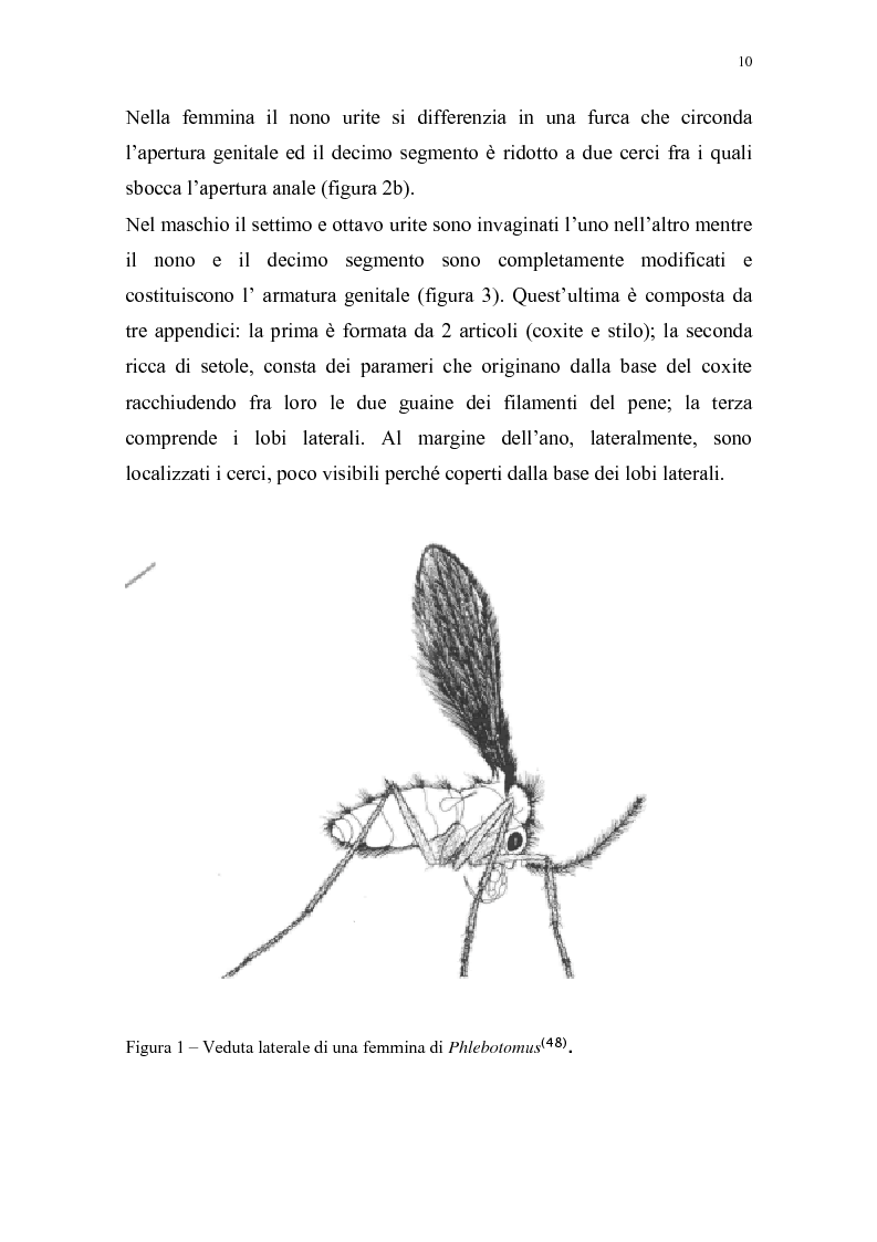 Anteprima della tesi: Distribuzione dei vettori di Leishmaniosi canina in provincia di Alessandria, Pagina 7