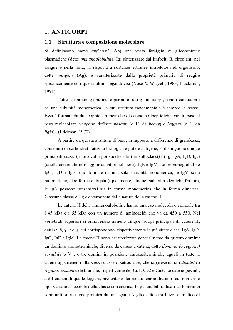 Anteprima della tesi: Confronto strutturale e funzionale di anticorpi ingegnerizzati scFvαHER-2, Pagina 3