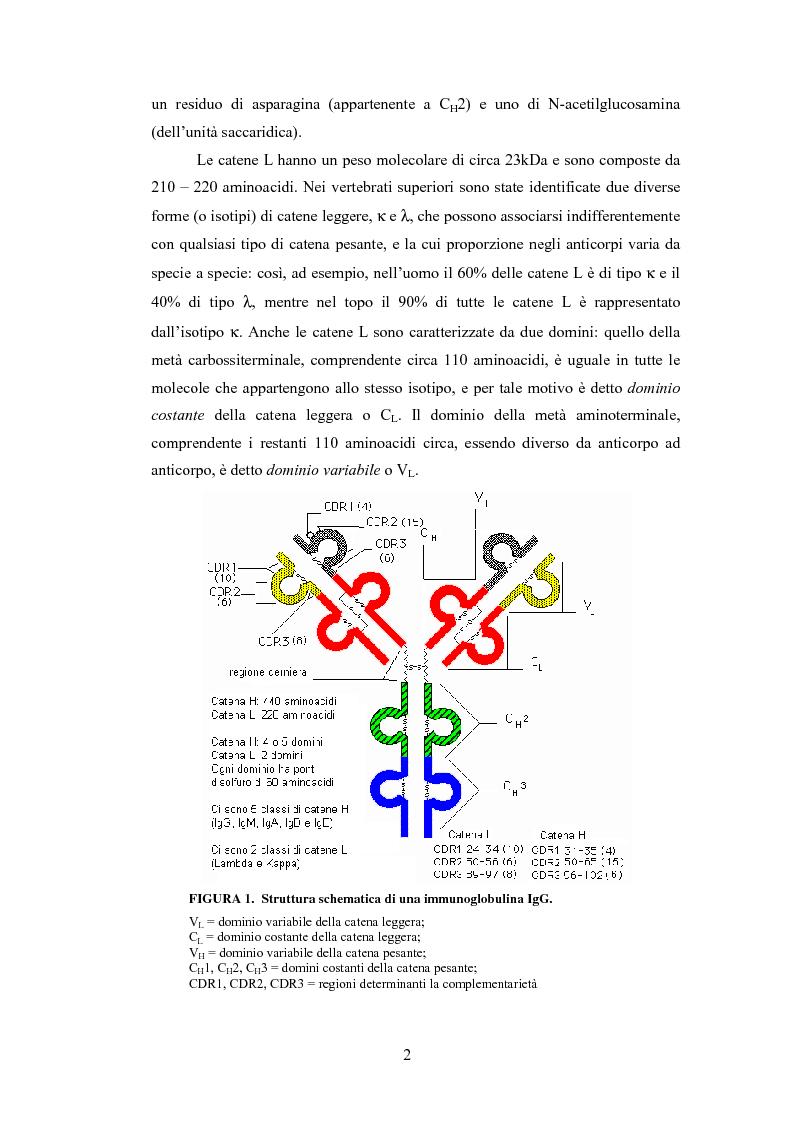 Anteprima della tesi: Confronto strutturale e funzionale di anticorpi ingegnerizzati scFvαHER-2, Pagina 4