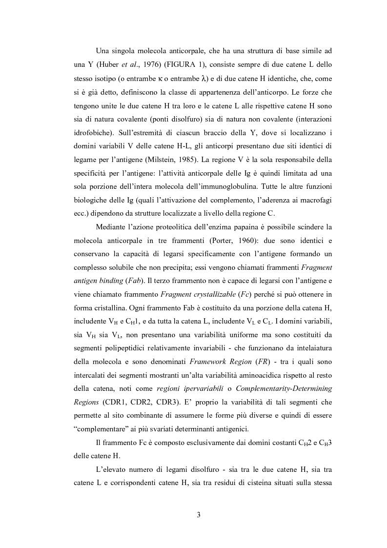 Anteprima della tesi: Confronto strutturale e funzionale di anticorpi ingegnerizzati scFvαHER-2, Pagina 5
