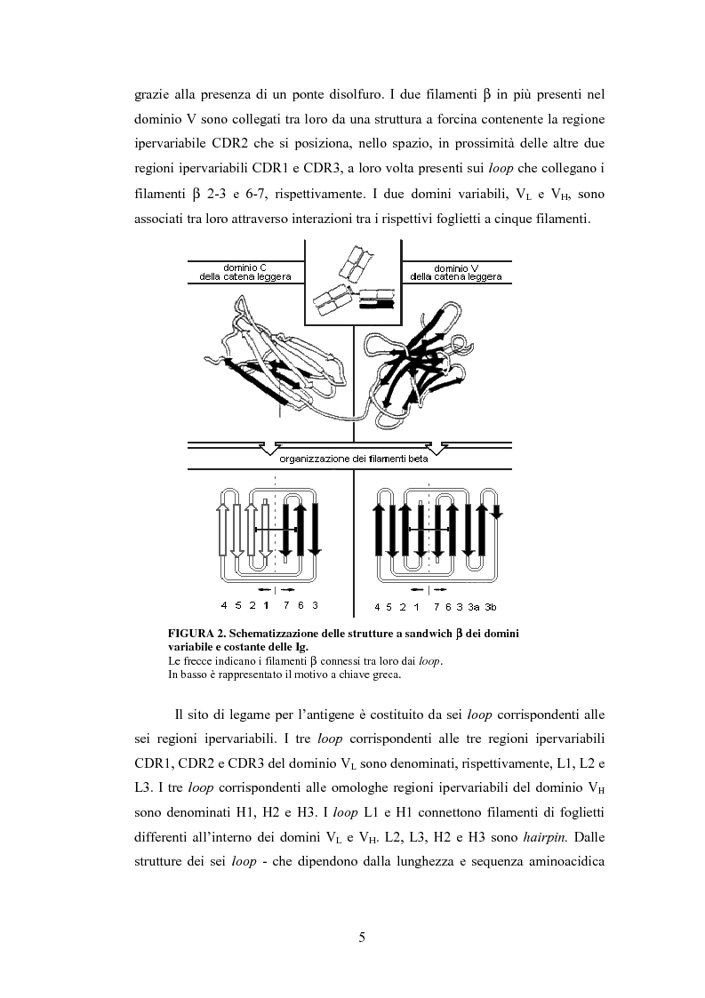 Anteprima della tesi: Confronto strutturale e funzionale di anticorpi ingegnerizzati scFvαHER-2, Pagina 7