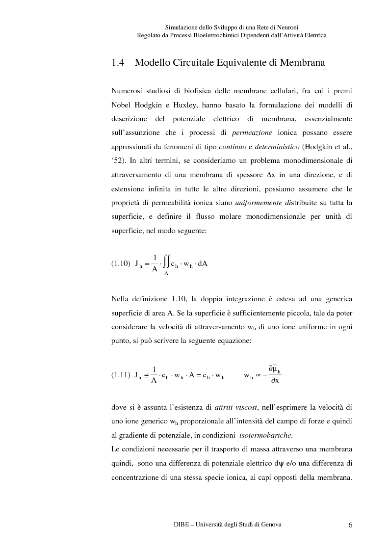 Anteprima della tesi: Simulazione dello sviluppo di una rete di neuroni regolato da processi bioelettrochimici dipendenti dall'attività elettrica, Pagina 11
