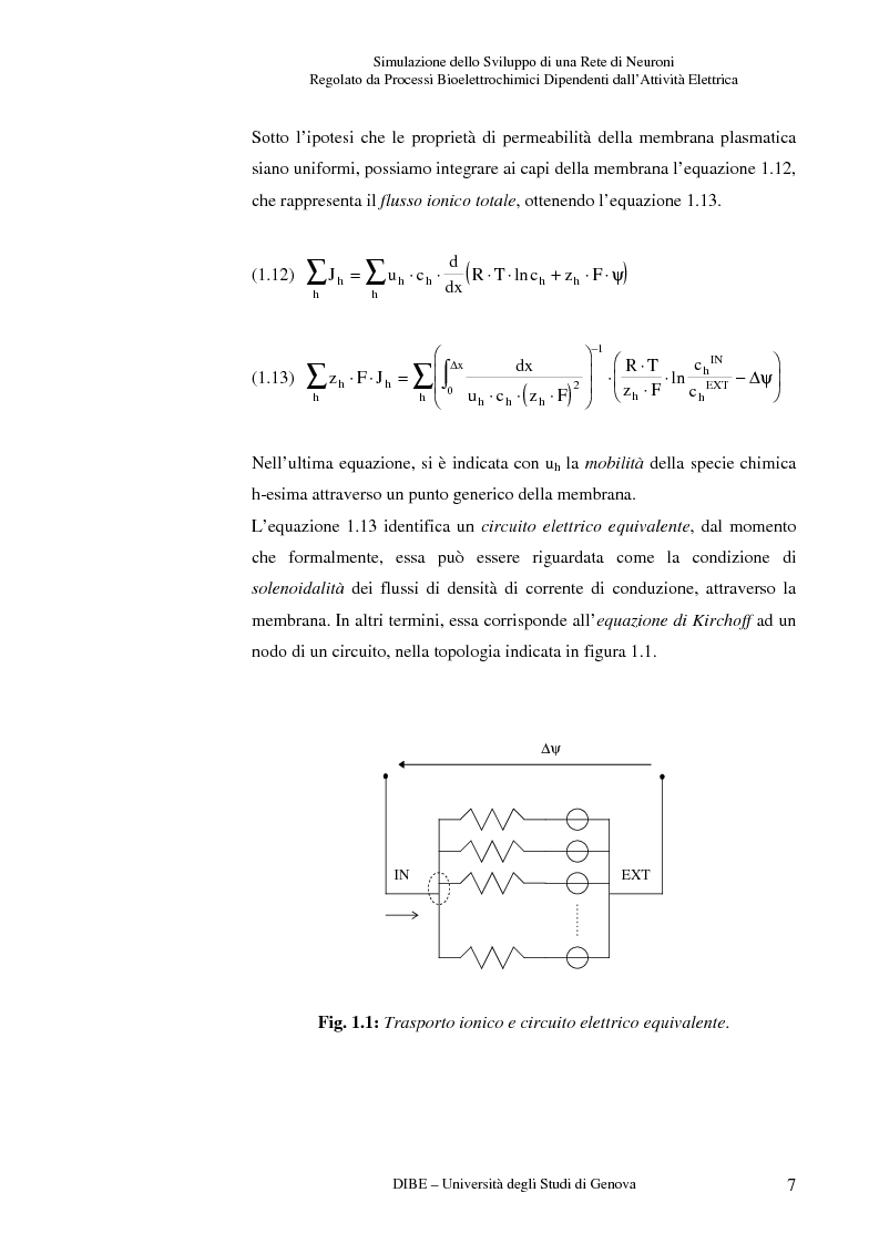 Anteprima della tesi: Simulazione dello sviluppo di una rete di neuroni regolato da processi bioelettrochimici dipendenti dall'attività elettrica, Pagina 12
